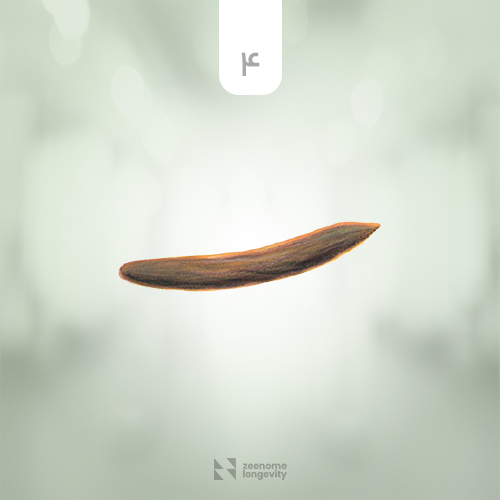 نمونه عکس مدفوع سالم، سالم ترین شکل