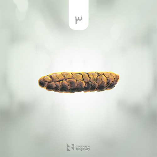 نمونه شکل مدفوع سالم با حالت طبیعی