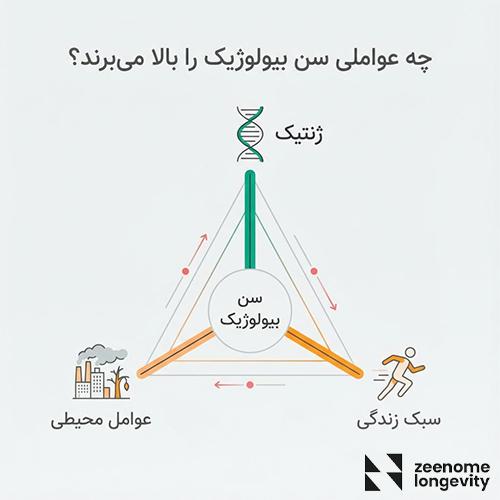 سن بیولوژیک چیست و چه عواملی آن را بالا می برد؟