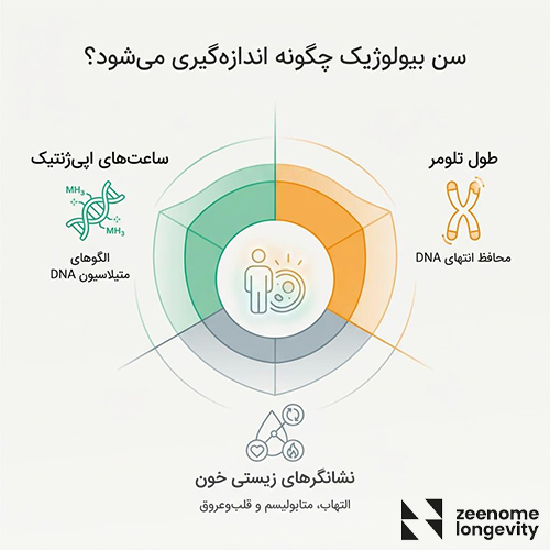 سن بیولوژیک چیست و چگونه اندازه گیری می شود؟