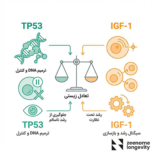 نقش ژن TP53 و IGF-1 در لانجویتی