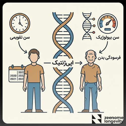 اپی ژنتیک چیست و چه تاثیری در سن واقعی بدن دارد؟