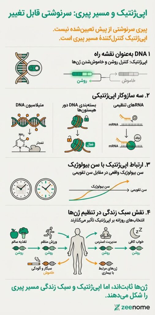 اپی ژنتیک چیست و چه نقشی در شکل دهی مسیر پیری دارد