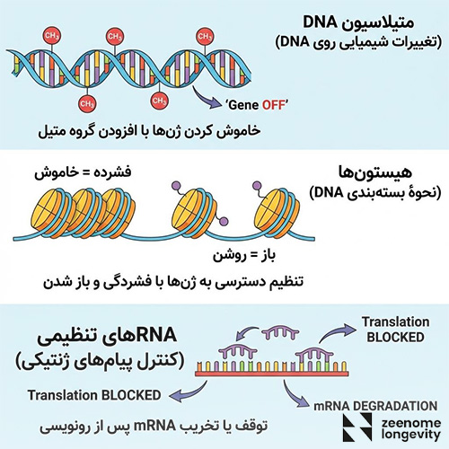 اپی ژنتیک چیست و بدن چگونه ژن ها را خاموش و روشن میکند