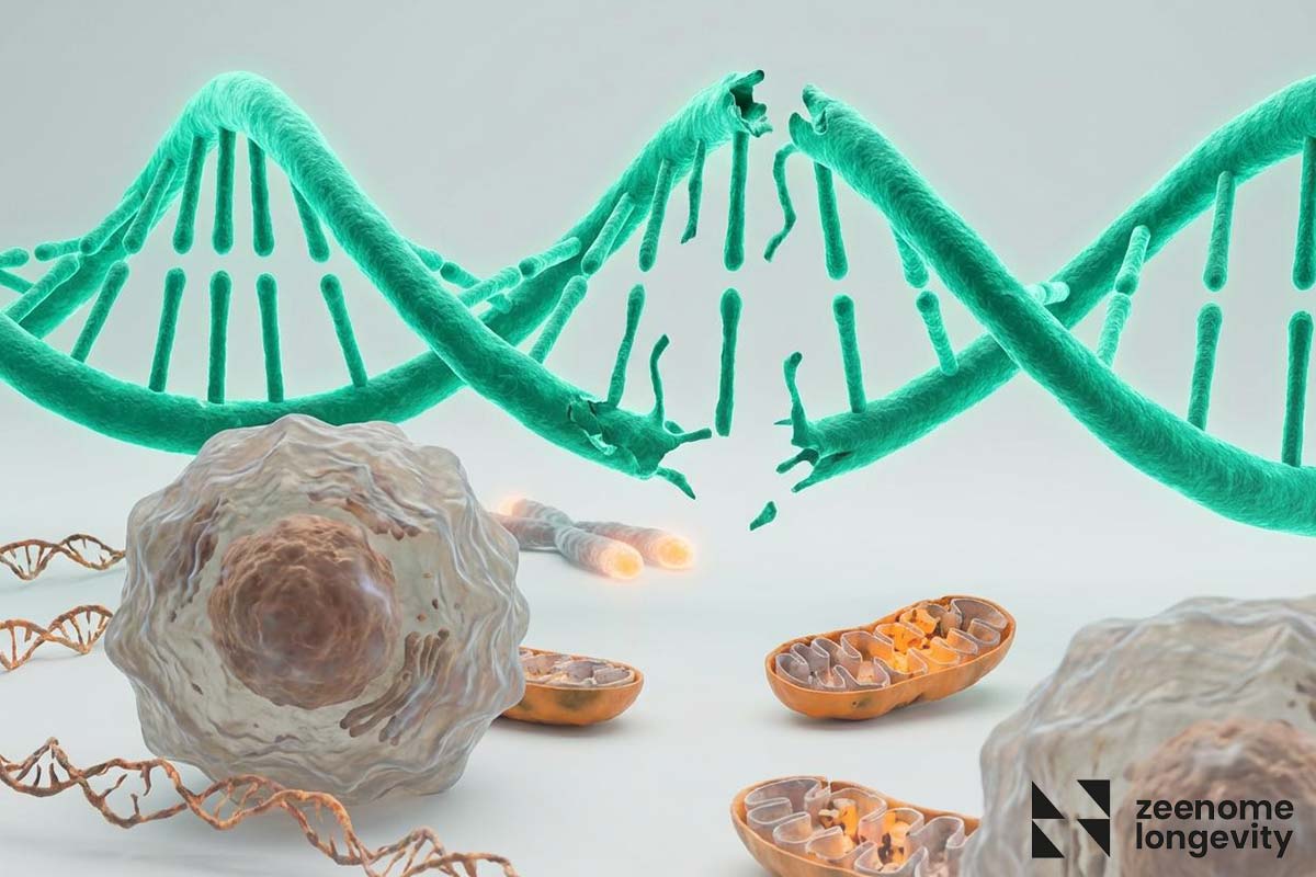 زیست ‌شناسی پیری چگونه است