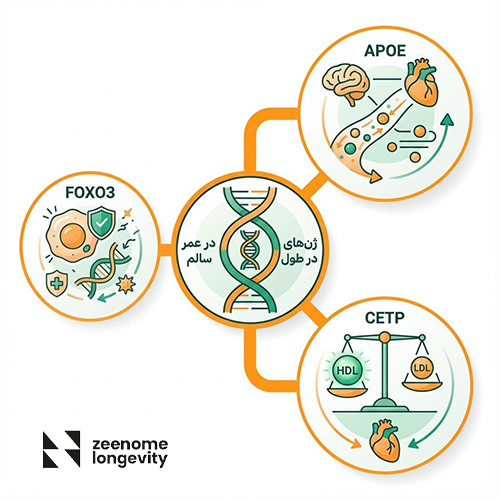 مهم ترین ژن های لانجویتی چیست