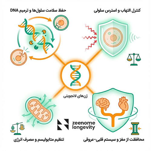 ژن های لانجویتی چیست و چه نقشی در بدن دارد