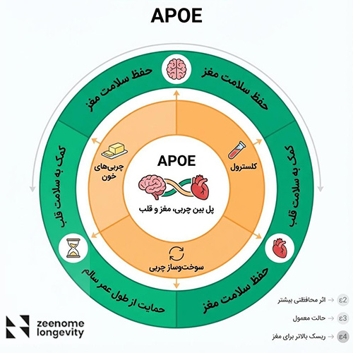 ژن APOE چیست و چه نقشی در لانجویتی دارد