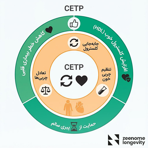 ژن CETP چیست و چه نقشی در لانجویتی دارد