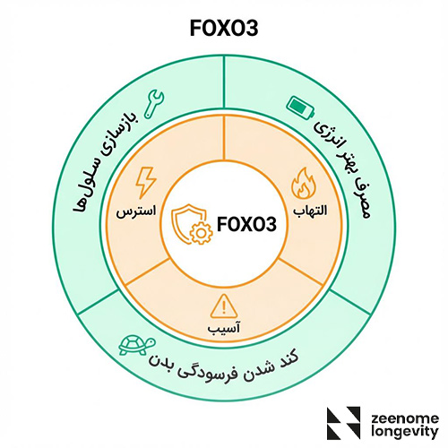 ژن FOXO3 چیست و چه نقشی در لانجویتی دارد