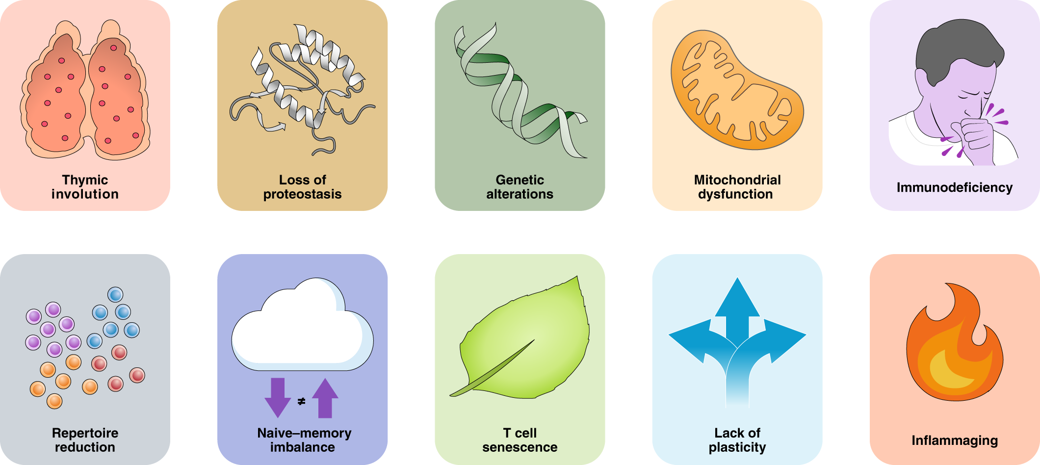 مروری بر ۱۲ نشانۀ اصلی پیری (Hallmarks of Aging)