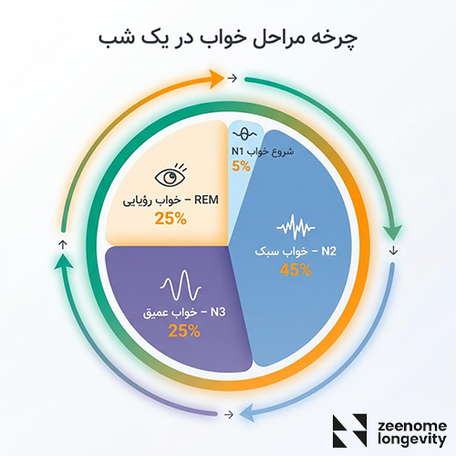 مراحل خواب چیست و چند مرحله دارد