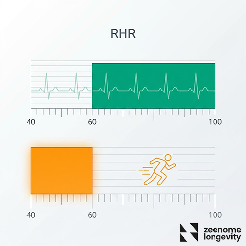 تعداد ضربان قلب در حالت استراحت